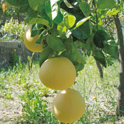 葡萄柚 Citrus paradise