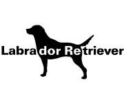 Labrador Retriever - ラブラドールリトリーバー