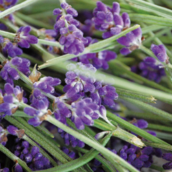 Lavender (lavendula angustifolia)