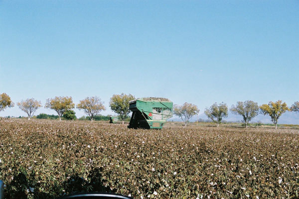 ナイル川の肥沃なデルタ地帯とその流域で栽培されている綿花